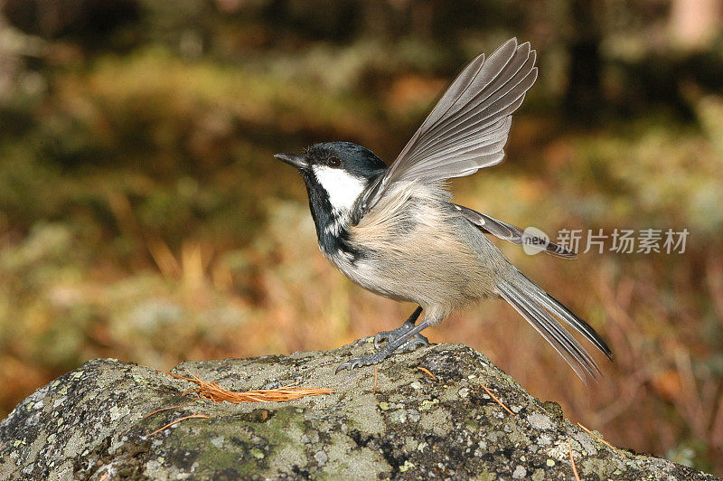 煤雀(Parus water)